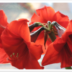 Amaryllis eG mit 4 Hausgemeinschaften