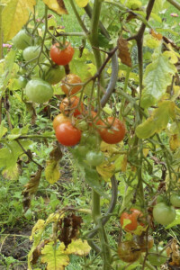 Tomaten