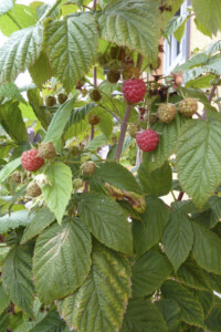 Himbeeren